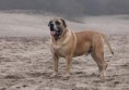 /album/brutus/brutus-11-jpg/